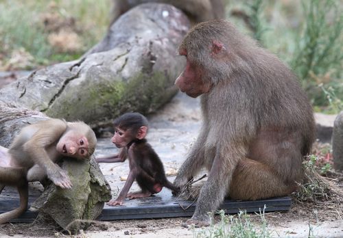 Gana had a little 'chat' with another baboon in the enclosure. (AAP)