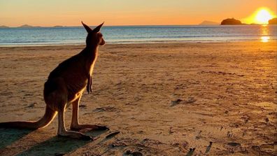 A kangaroo watches the sunrise over Cape Hillsborough Nature Tourist Park.