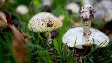 Deadly death cap mushrooms 