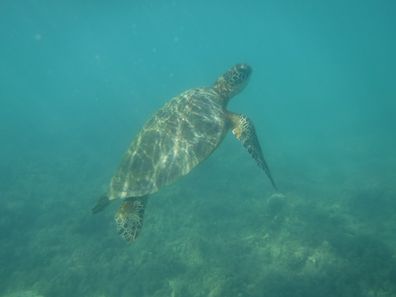 Turtle, underwater, Fitzroy Island, Great Barrier Reef