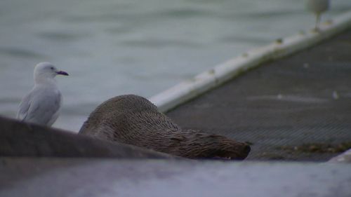 Victorian community divided by seal squatting on boat ramp.