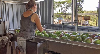 Mango grading on the farm