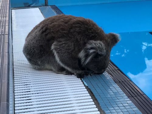 The koala got close to the swimming pool's edge, but didn't dare to dive in. (Supplied, Jaymee-Lea Hope)