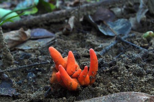 Poison Fire Coral fungus is listed as the world's second deadliest fungus. 