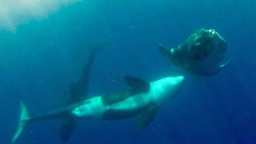 The orcas frolicked with the sunfish. (Rachel Stewart)