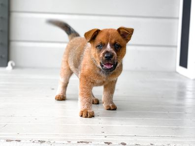 Winnie the cattle dog