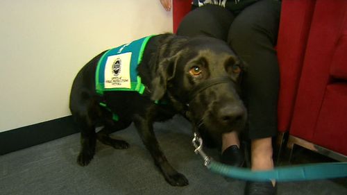 Coop the three-year-old black lab.(9NEWS)