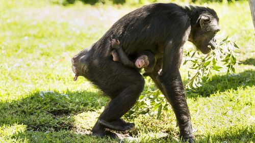 The baby chimp was born on November 14. (Taronga Zoo)