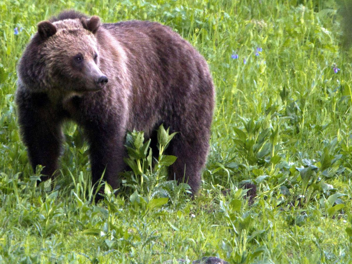 USA: Man kills grizzly bear after it attacked while he was berry picking