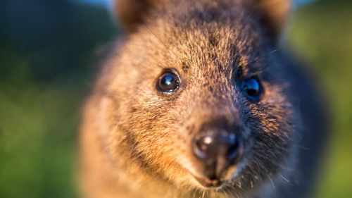 Man charged after hurling quokka off Rottnest Island jetty