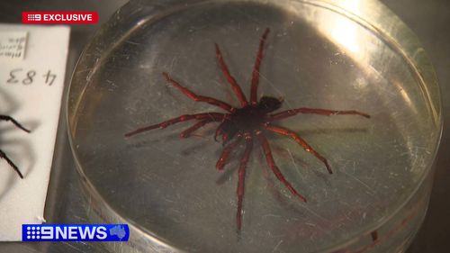 A new species of funnel web spider is lurking around New South Wales homes and in the bush, scientists have confirmed - and its much bigger than normal funnel webs.