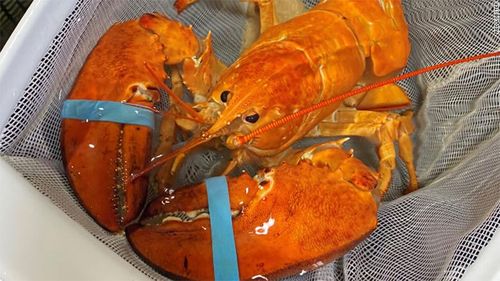 Rare 'one in 30 million' orange lobster saved from becoming a seafood platter. 
