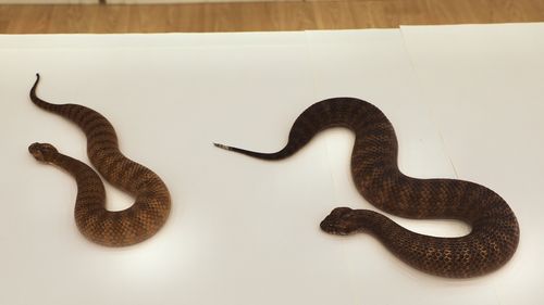 Shazza passed her health check with flying colours, she was more than double the average size for a death adder.
