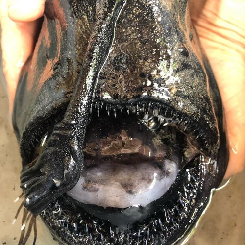 The Pacific footballfish kill prey, usually small fish or squid, with its long, sharp teeth.