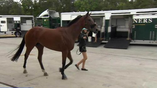 A police investigation has been launched after a Gold Coast racecourse was poisoned ahead of the Magic Millions carnival.