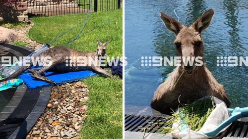 A Kangaroo has been making itself very comfortable, lounging around a pool in Melbourne’s north-east. 