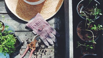 Gardening gloves with freshly potted plants in the garden. 