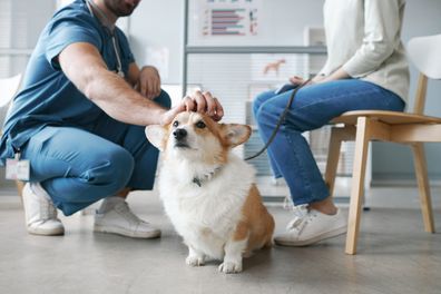 Cute fluffy welsh pembroke corgi dog enjoying cuddle of vet doctor sitting on squats in front of pet owner and consulting her in clinics