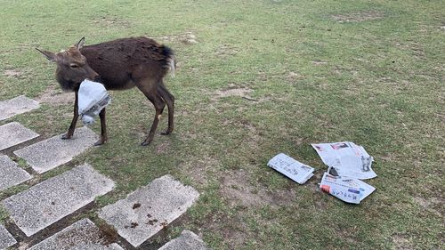 Nara Park is home to the deer, who are protected by law, however the sacred animals continue to become sick or die due to rubbish being left behind. 