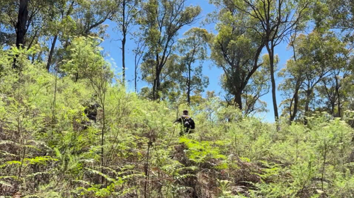La polizia sta setacciando la fitta boscaglia del Parco nazionale di Mount Buffalo alla ricerca del corpo di Freeman.