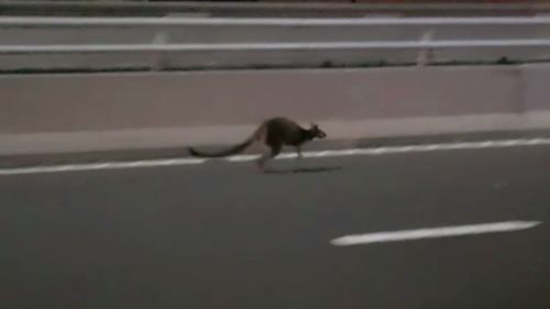 The marsupial enjoyed a quick hop along the bridge. (NSW Police)