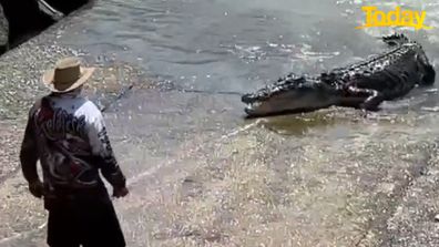 Crocodiles NT: Croc snapped eating pig at popular NT fishing competition  the Barra Nats