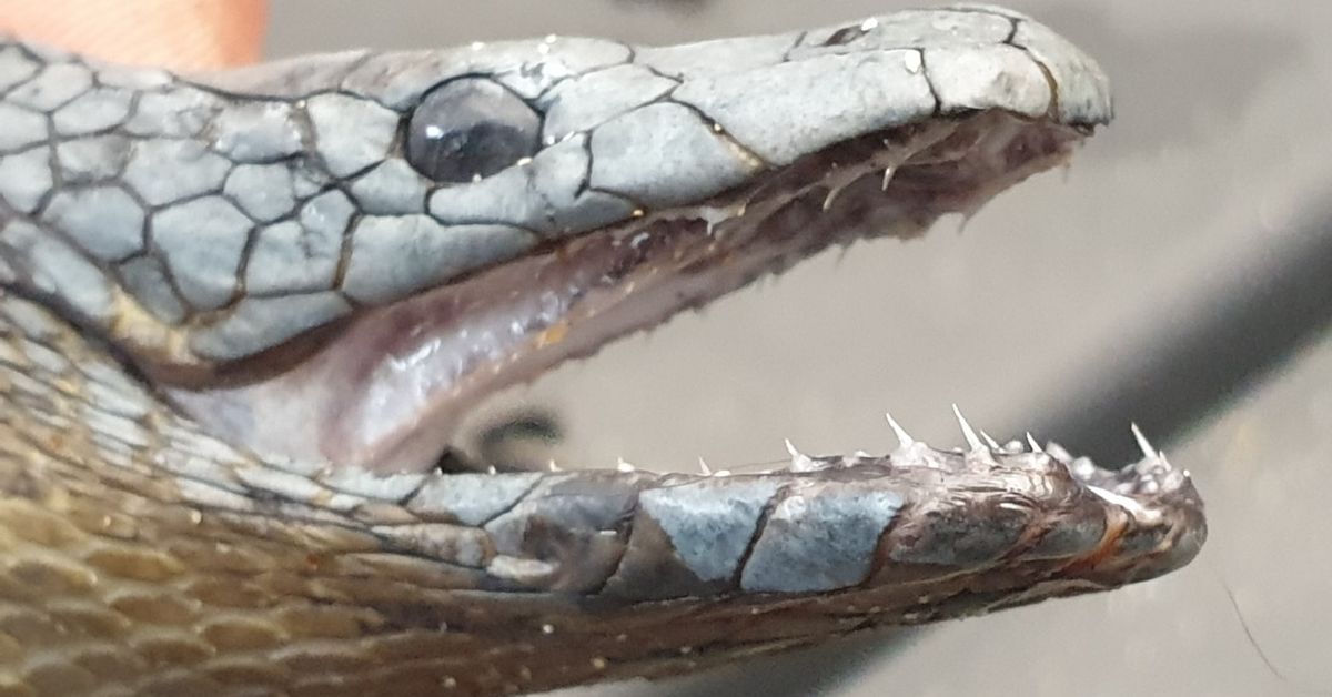 eastern brown snake fangs