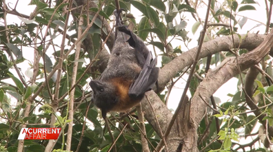 As many as 20,000 bats are believed to be in the colony just metres away from residents.