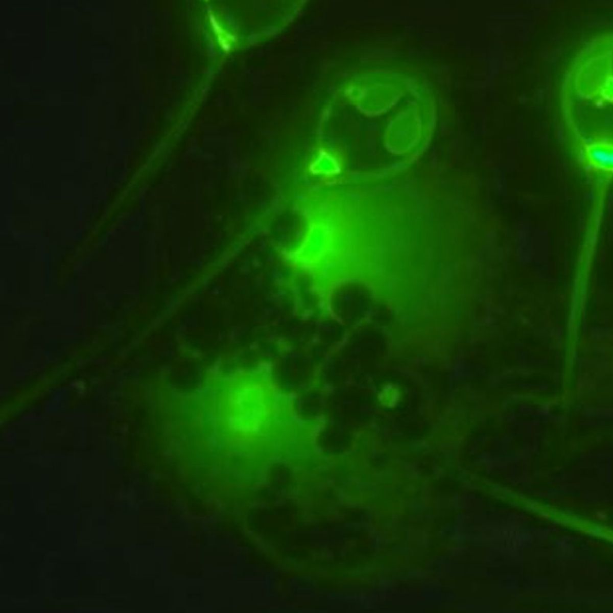 Scientists discover first animal that doesn't need oxygen to live:  Henneguya salminicola