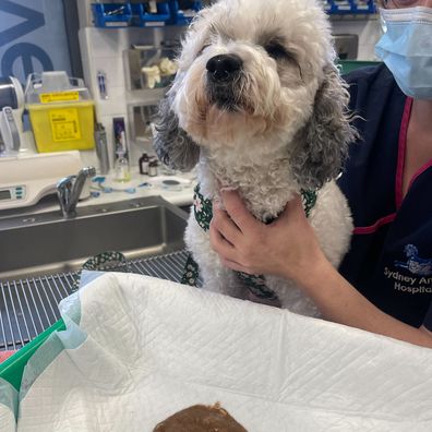 Scout a four-year-old Bichon Frise Cross ate a full milk chocolate Easter bunny egg.