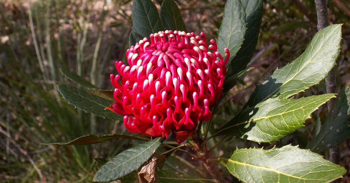 New additions added to Australia's threatened species list