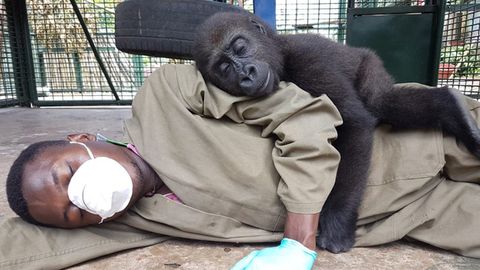 Orphaned baby gorilla cuddles up with carer after his mother was killed in  bushmeat trade - nine.com.au