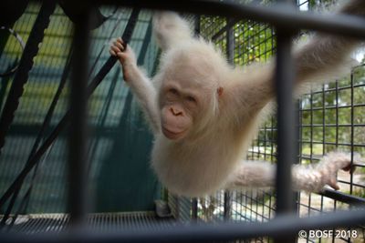 Albino orangutan is being relocated to man-made island for her own  protection