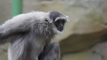 Javan Gibbon