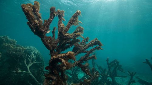 Corals near Lizard Island. (XL Catlin Seaview Survey)