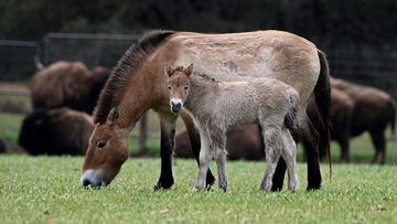 Monarto Safari Park is celebrating the first Przewalski foal since 2017.