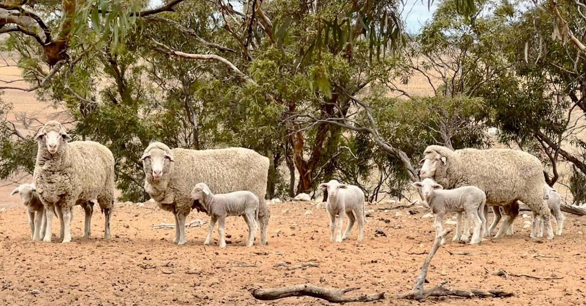 Secret sleeping threat to $1.6 billion Aussie industry revealed