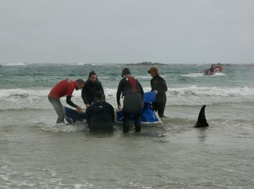Stranded whales in Tasmania