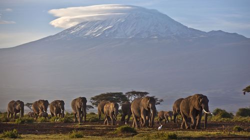 A herd of adult and baby elephants walks in the dawn light as the highest mountain in Africa, Mount Kilimanjaro in Tanzania. 