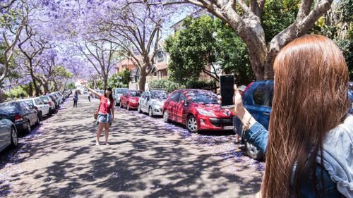 'They are out in the middle of the road': North Sydney Council is aware of concerns. (Getty)