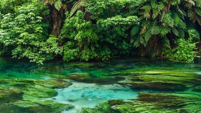 Te Waihou Blue Springs