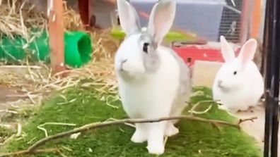 Rabbit, pets for adoption