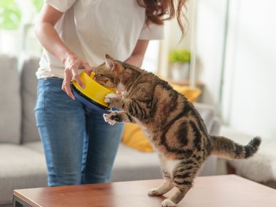 woman feeding her cat iStock photo