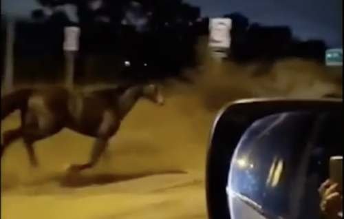 The horses were filmed running on the side of the freeway and in front of cars.