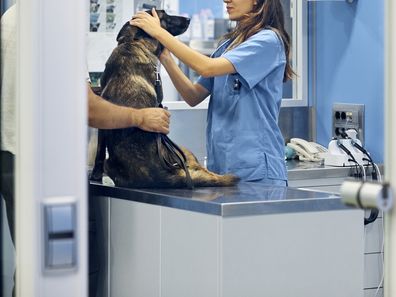 Female doctor with colleague examining dog in hospital. Veterinarians with domestic animal at clinic. They are in uniform.