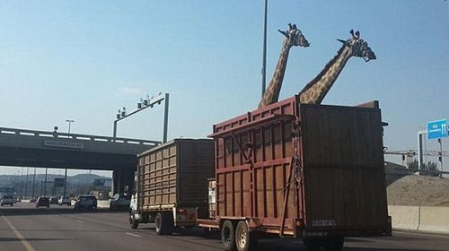 Giraffe dies after hitting bridge