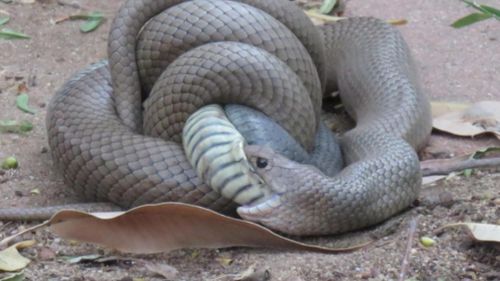 The victorious brown snake begins to eat the tiger snake. (Supplied/Liz Williams)