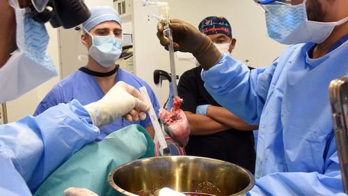 Surgeons prepare for a pig heart transplant into Lawrence Faucette at the school's hospital in Baltimore.