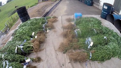 NSW police discover 'football field-sized' cannabis crop 