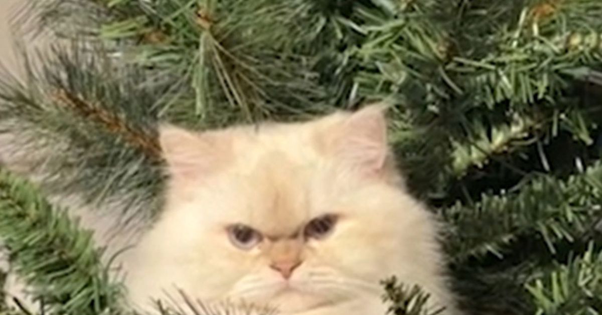 Hidden danger lurking in cute videos of cats jumping into Christmas trees and decorations